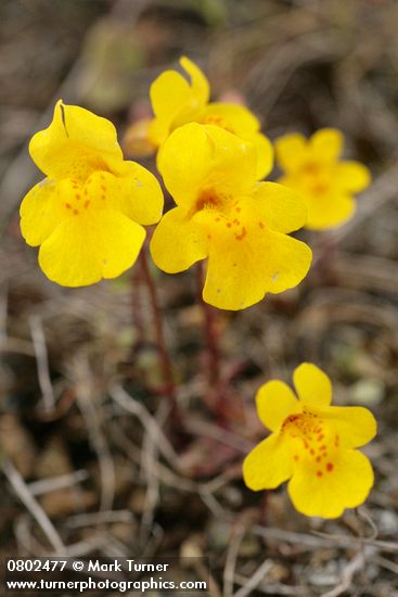 Mimulus guttatus