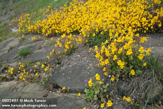 Mimulus guttatus; Plectritis congesta