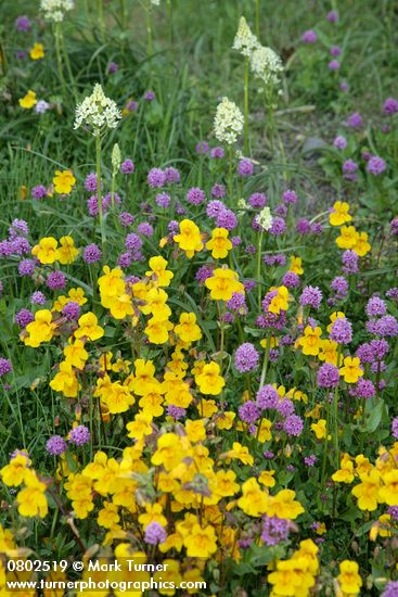 Mimulus guttatus; Plectritis congesta; Zigadenus venenosus