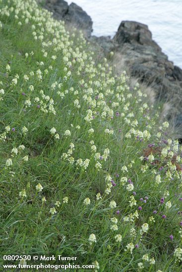 Zigadenus venenosus; Plectritis congesta