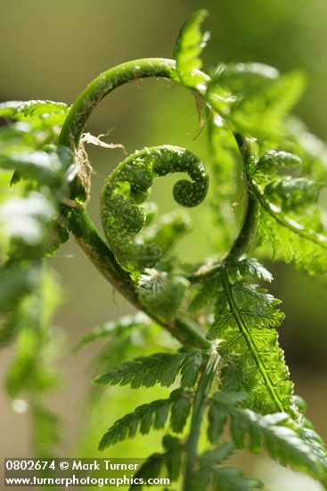 Dryopteris expansa