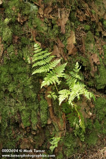 Dryopteris expansa