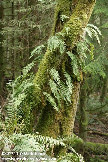 Polypodium glycyrrhiza