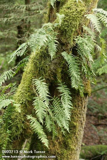 Polypodium glycyrrhiza