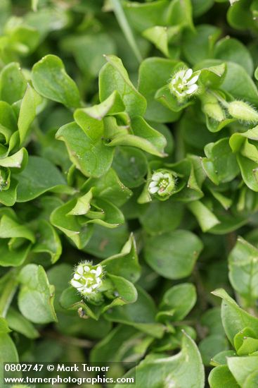 Stellaria media
