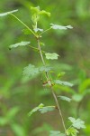 Coast Black Gooseberry
