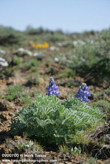 Lupinus lepidus
