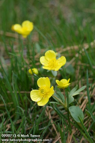 Ranunculus glaberrimus