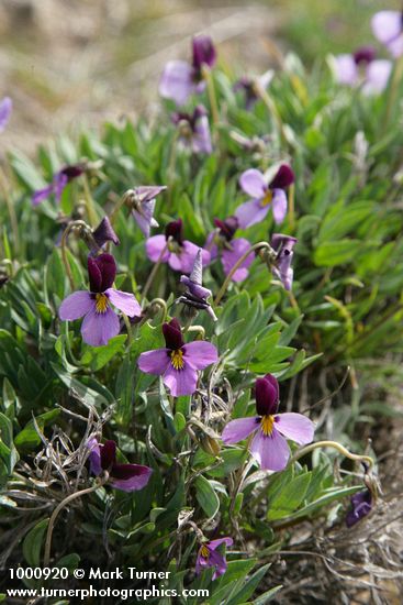 Viola trinervata