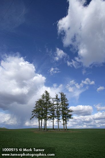 Pseudotsuga menziesii