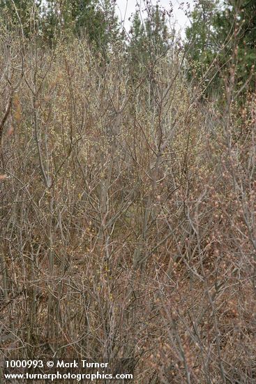 Salix scouleriana
