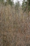 Scouler's Willow (female)