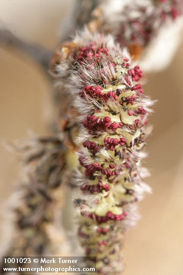 Populus tremuloides