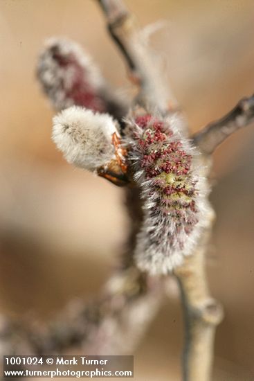 Populus tremuloides