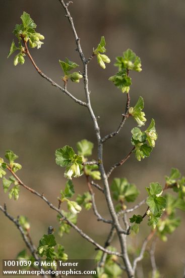 Ribes cereum