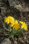 False Agoseris