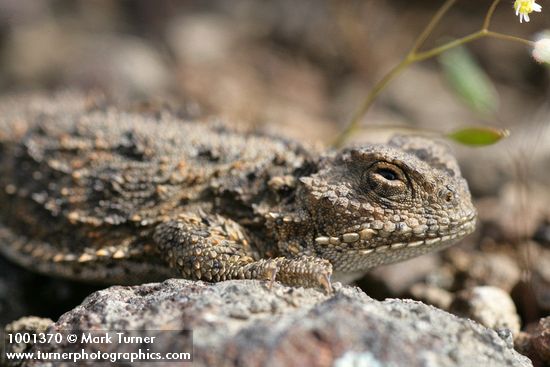 Phrynosoma douglasii