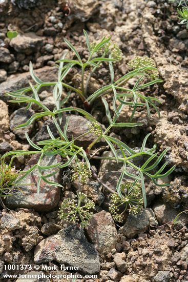 Tauschia hooveri