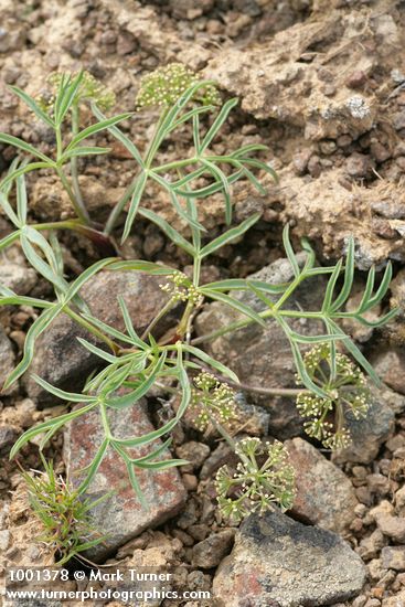 Tauschia hooveri