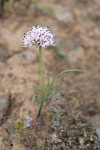 Rock Onion