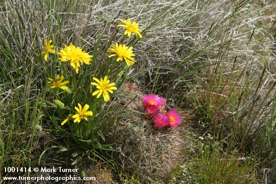 Nothocalais troximoides; Pediocactus nigrispinus