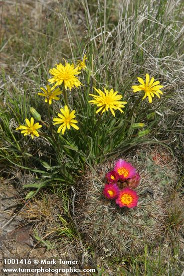 Nothocalais troximoides; Pediocactus nigrispinus