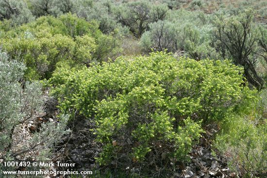 Grayia spinosa