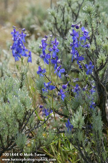 Delphinium nuttallianum