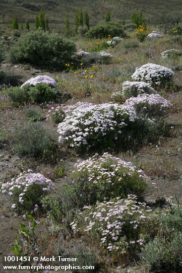 Phlox speciosa