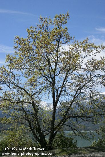 Quercus kelloggii