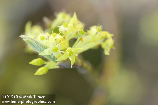 Cornus sessilis