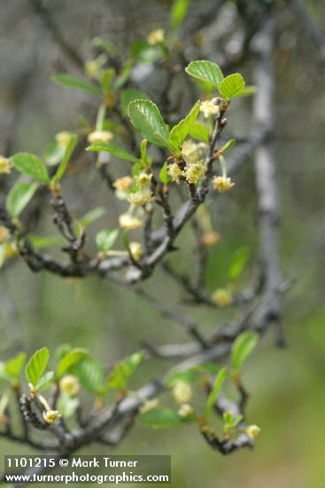 Cercocarpus betuloides (Cercocarpus montanus)