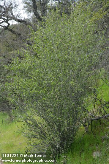 Cercocarpus betuloides (Cercocarpus montanus)