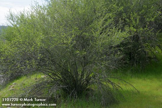 Cercocarpus betuloides (Cercocarpus montanus)