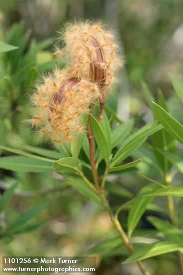 Nerium oleander