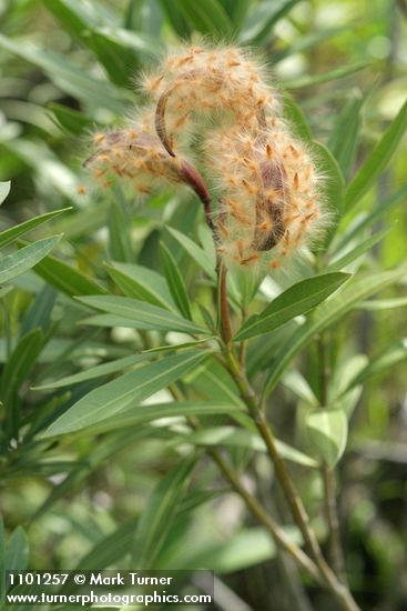 Nerium oleander