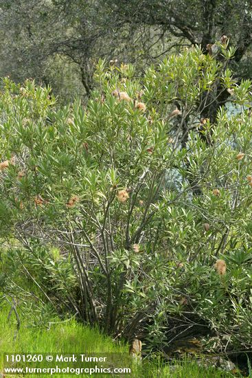 Nerium oleander