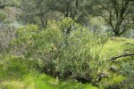 Oleander