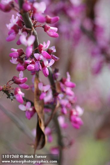 Cercis orbiculata  (C. occidentalis)