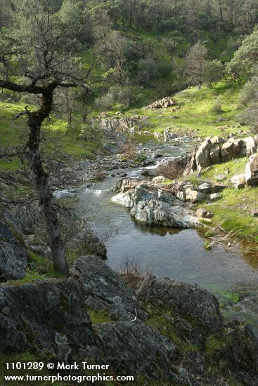 Quercus garryana