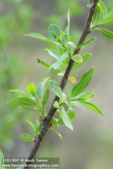 Salix laevigata