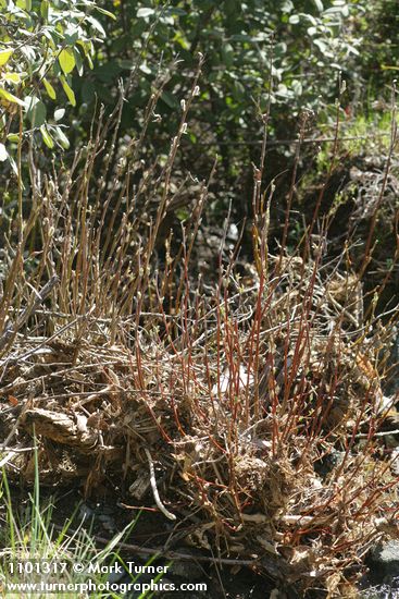 Salix breweri