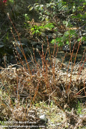 Salix breweri