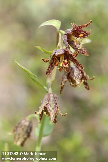 Fritillaria atropurpurea