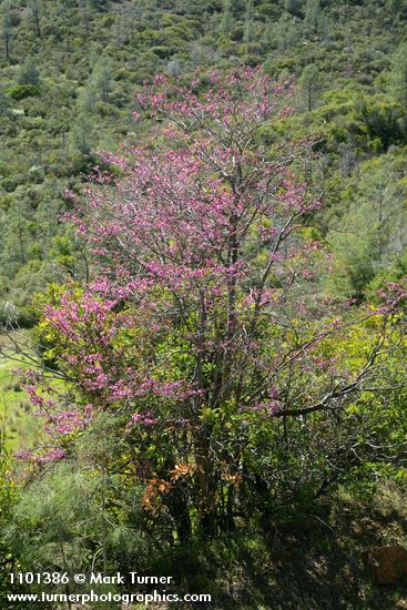Cercis orbiculata (Cercis occidentalis)