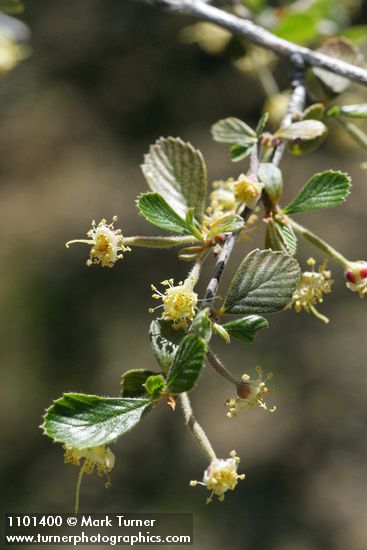 Cercocarpus montanus var. glaber (Cercocarpus betuloides)