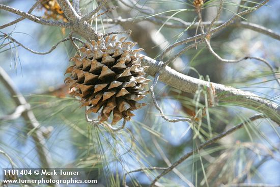Pinus sabiniana