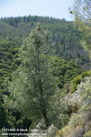 Pinus sabiniana