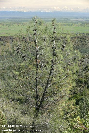 Pinus sabiniana