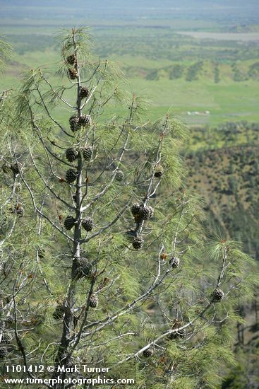 Pinus sabiniana